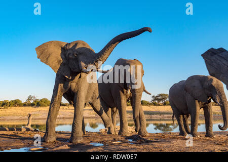 Gli elefanti africani a bere un waterhole nello Zimbabwe il Parco Nazionale di Hwange. Foto Stock