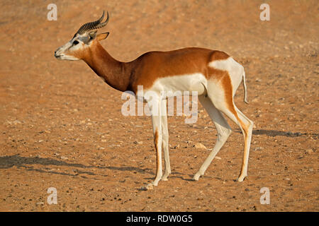 Maschio in pericolo critico dama Gazzella (Nanger dama), Nord Africa Foto Stock