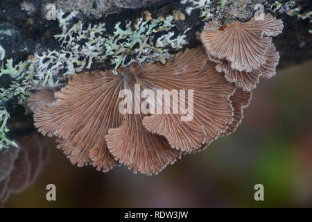 Split gill, Schizophyllum comune, studiato per la sua immunomodulatoria, antifungini, agenti antineoplastici e proprietà antivirali. Foto Stock