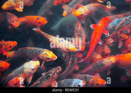 Molti pesci koi in un stagno Foto Stock