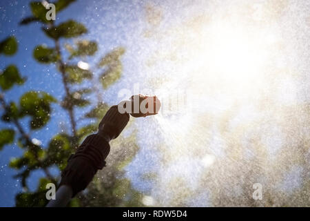 Trattamento chimico degli alberi del giardino da insetti. Foto Stock