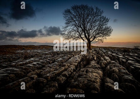 Lone Tree su pavimenti calcarei, nello Yorkshire, Inghilterra, Regno Unito, GB, l'Europa. Foto Stock