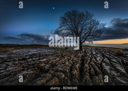 Lone Tree su pavimenti calcarei, nello Yorkshire, Inghilterra, Regno Unito, GB, l'Europa. Foto Stock