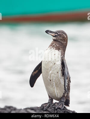 Pinguino in Galápagos appollaiato sulla roccia contro il mare Foto Stock