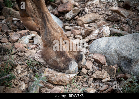 Vista dettagliata del cammello piede anteriore in piedi sulle rocce Foto Stock