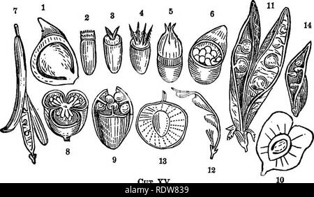 . Pratico botanica, strutturali e sistematiche e la seconda porzione essendo una chiave analitica per la selvaggia di piante fiorite, alberi, arbusti, erbe ordinario, carici ed erbe del nord e il Medio Stati Uniti ad est del Mississippi. La botanica. 80 Pratico botanica. Multipli (collettivo, CONFLTJENt FEriTS). 153. Più feuits risultato dall'aggregazione di un mimber di fiori (un'infiorescenza) in una massa. I frutti di Mitchella e di alcuni Honeysuckles risultato da solo due fiori. La loro ovaie sono uniti in una camera doppia o di una con bwin berry. Qui abbiamo quindi la forma più semplice di 3ollective frui Foto Stock