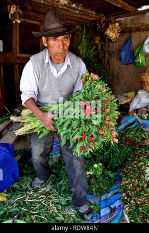 Harvest Astromelias gigli - comunità contadina in Humacchuco - Parco Nazionale HUASCARA. Dipartimento di Ancash.PERÙ Foto Stock