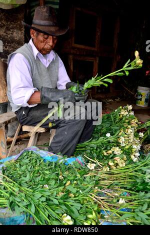 Harvest Astromelias gigli - comunità contadina in Humacchuco - Parco Nazionale HUASCARA. Dipartimento di Ancash.PERÙ Foto Stock
