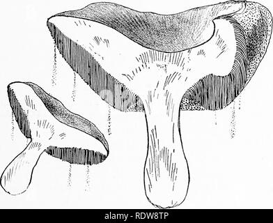 . Il nostro toadstools commestibili e di funghi e come distinguerli; una selezione di trenta nativo varietà alimentare, facilmente riconoscibili per le loro spiccate individualità, con semplici regole per l'identificazione di specie velenose. Funghi; Cookery (Funghi); cbk. POLYPOREI 183 tutti i Boleti avente qualsiasi tonalità di rosso su spora-bear- ing superficie al di sotto, anche come era stato originariamente sostenuto che tutte le Red-capped toadstools erano velenosi. Ma dal writer la propria singoli esperimenti, rein- forzata dalle esperienze degli altri, egli sta cominciando ad essere persuaso che i funghi porcini come un genere è stato. SEC Foto Stock