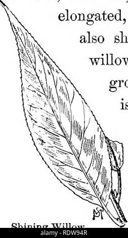 . Conosce gli alberi e le loro foglie . Alberi. 118 conosce gli alberi e le loro foglie. Western Black il Western black willow è WiUow. riscontrato dal centro di 'New York Salixamygdaloides. ^..gg^ward in Missouri. Le foglie sono piuttosto ovale-forma lanceolata, pallido o spesso hairy al di sotto e hanno a lungo, slen- der steli; il piccolo stipules (che circonda gli steli come volantini) cadono quando le foglie sono ancora giovane. Questo albero cresce da 15 a 40 piedi alto* ed è comune sulle rive dei torrenti da Ohio in Missouri. Shining Willow. Il luminoso willow può Saiixi-ucida. ^jg recognizcd in una volta sola per la sua brillante foglia, WH Foto Stock