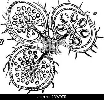 . La botanica per licei e collegi. La botanica. Fig. 272. 272.-Impianto di Marailla salvatria. Fig. 273. 7r, apice del etem ; da ihe piccioli a x. *, S, foglie ; / E / F, i frutti spriiigmj metà nat. dimensioni.-Dopo Sachs. Fig. 27.3. - Sezione longitudinale attraverso tre frutti (fer- tile apici di un acqua-leaf) di f-alvlnia natans. Io, io, due frutti contenenti microsporangia ; un, uno con macrosporangia. -Dopo Sachs. XIO. root dalla cella. due o tre facciate nello stelo e triangolare nella radice. Il sporangia, che di solito sono di due tipi, sono prodotte in "frutti" o recep Foto Stock