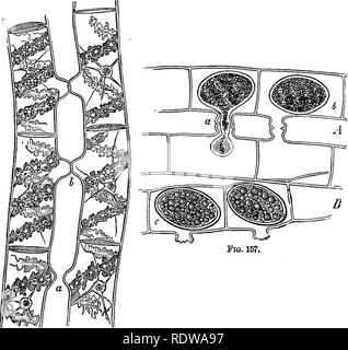 . La botanica per licei e collegi. La botanica. ZTGNEMAGM^. 233 processi analoghi da filamenti paralleli {A, I, Fig. 156). Alla riunione, le estremità dei processi di appiattire gli uni contro gli altri, le pareti si fondono insieme, e presto successivamente diventare assorbito, rendendo così un canale che conduce da una cella ad un'altra (Fig. 157). Attraverso questo canale il proto-. FlQ. 156. Fi" 156.-inizio del processo di coniugazione m spirogira longata. a. Inizio della formazione dei tubi laterali; 6, e i tubi a contatto. X 530. Un ftPr WflChS Fig 157 -La coniugazione di spirogira longatn. A. protoplasma passi Foto Stock