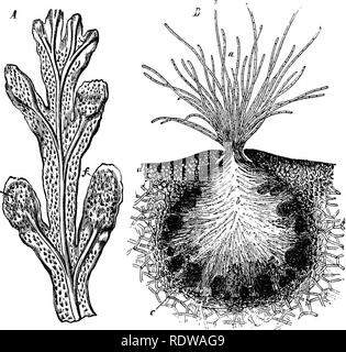 . La botanica per licei e collegi. La botanica. 366 Botanica. essere ancora considerati come porzioni della superficie generale, e le cellule che formano la superficie interna del conceptacles costitui- stitute una continuazione del tessuto epidermico del tallo. 353.-Le pareti del conceptacles sono rivestiti con sottolineato peli che in alcune specie progetto attraverso tha. Fig. ?,.-Fiicv8ptatymrpus. Un enrl, di una porzione di tallo ; //, conceptacles nel fertile branchlets. B^ sezione verticale attraverso un conceptacle ; ct, peli sporgenti dalla bocca ; 6, la cavità di conceptacle quasi riempito con peli ; c^ oog Foto Stock