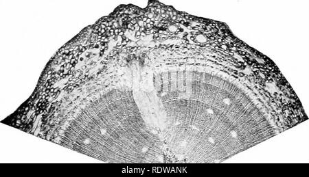 . Un libro di testo di botanica. La botanica. Il PINO 117 ma alcune righe di celle (chiamati raggi midollare) acceso dalla parte centrale dello stelo verso l'esterno rimangono sottili- waUed e, ad eccezione del fatto che essi crescono in certa misura più grandi, non diventano molto diverso dal cambio celle stesse. La midollare di raggi così tagliare attraverso il legno e il tiglio; ma fatta eccezione per questi raggi, il legno costituisce una zona continua di spessore crescente solo 'ithin il cambiimi e il tiglio forma una zona continua appena fuori il cambio. Entro la neonata legno, resina passaggi sviluppare simili. Fig. 68. - Parte di una cro Foto Stock