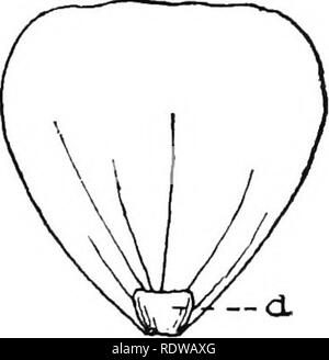 . British plants; their biology and ecology. Botany; Botany; Plant ecology. 170 BRITISH PLANTS Flowers are visited by any honey-seeking insect capable of extracting the honey. Some of the smaller flowers secrete a great deal of honey, but as it is more or less freely exposed, a large number of insects are able to reach it. Some of the Umbelliferae and Compositse, for instance, with only slightly-concealed honey, are visited by an enormous number of insects—e.g., dandelion and Senecio Jacoboea. The hogweed {Heracleum Sphondylium) is said to be visited by 118 different insects—possibly a record  Foto Stock