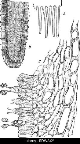 . Piante; un libro di testo di botanica. La botanica. THALLOPHYTES : funghi 69 scoperto. La vita la storia sembra semplice, ma questa apparente semplicità può rappresentare un molto complicato il suo- toria. La struttura del fungo comune {Agari- cus) servirà come una illustrazione del gruppo (Fig. 55). 49. Un fungo comune. - Il micelio, bianco di fili di ramificazione, ampiamente si diffonde attraverso il decadimento- ing substrato, e in forme coltivate è parlato di come il " spawn." su questo myce- lium piccola manopola- come prottiberances iniziano a sorgere, gro w- ing più grandi, fino a quando essi sono organizzati Foto Stock