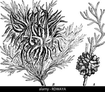 . Piante; un libro di testo di botanica. La botanica. THALLOPHYTES: FDXGI 67 appaiono : (1) sporidia, che sviluppare la tappa del barbiere- ry ; (2) cecidiospores, che sviluppare la scena sul frumento; (3) nredospores, che ripetere il micelio del frumento; (4) teleutospores, quale ultimo attraverso l'inverno e in primavera producono la fase sporidia cuscinetto. Va detto che vi sono altre spore di questa pianta prodotta sul crespino (Fig. 53), ma sono troppo incerto per essere qui incluso. Il crespino non è assolutamente necessaria per questo ciclo di vita. In molti casi non è disponibile alcun crespino t Foto Stock