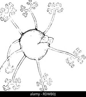 . Piante; un libro di testo di botanica. La botanica. THALLOPHYTES: FCNGl 59. una piccola sfera che ha suggerito il nome Microsphmra (Fig. 41). La parete pesante degli orsi ascocarp beauti- ful la ramificazione capelli-come appendici (Fig. 43). Scoppia la parete di questo frutto di spore più molto delicato, vescica-come ZSC vengono estrusi, e attraverso la parete trasparente di ogni sac ci può essere visto più spore (Fig. 42). Il ascocarp, pertanto, è un caso di spore, proprio come è il cystocarp del rosso Algse (§ 33). Il delicato sacs all'interno di sono i e, una parola che significa " sacs," e ogni Arcus è evidentemente un mot Foto Stock