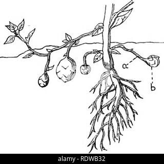 . British piante; la loro biologia ed ecologia. La botanica; botanica; Ecologia vegetale. La longevità di piante 111 stelo o radice. Nella patata (Fig. 30) i tuberi sono le punte rigonfie di metropolitana di steli e " Occhi " su di esse sono le gemme. In dalia alcune delle radici che crescono frpm la base dello stelo diventare tuberosa. In lesser celandine e alcune orchidee, le gemme alla base dello stelo sviluppare una radice avventizi che diventa grande e tuberosa. La carnose radici tuberose di biennali sono generalmente strutture complesse. La parte da cui le gemme derivano è il gambo. In carota e tu Foto Stock