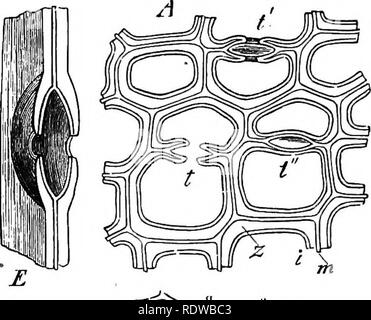 . La botanica per licei e collegi. La botanica. 26 botanica.. tMn partizione, thoujrlit che la cavità di forma lenticolare è stata formata dal- separazione delle pareti delle due celle contigue in quel luogo e con- sequently che essi erano intracellulare. Questo in- terpretation è dato ancora in alcuni libri.* 31. - Mentre le buche bordate di Coniferse nsTer sono ammassati in celle di alcune piante sono così numerosi da giacciono strettamente affiancate (Fig. 17). In tal caso il primo spessore- ening del "muro pre- sents se stessa come un net- Lavoro di creste en- chiusura sottile di forma ellittica luoghi. Foto Stock