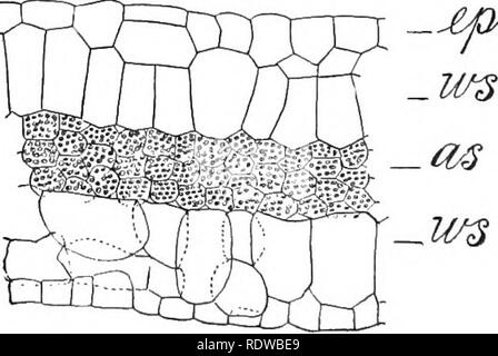 . Piante; un libro di testo di botanica. Botanica. sorge nell'acqua il suo stelo è esposto a un lieat che spesso è intenso. La prateria ordinario (vedi §163) è incluso tra le società mesopliyte sul conto dell'ricli, ben irrigato suolo; e ancora molte delle piante sono molto xerojohytic nella struttura, probabilmente a causa del prevalere venti asciutti. L ordinario sphagnum-bog (vedere §130), o "torbiera," è incluso tra le società hydrophyte. Essa ha una grande abbondanza di acqua e non è ex- poste a temperature estreme, come nel caso di giunchi o per asciugare vento, come nel caso di ]u-airie piante ; Foto Stock