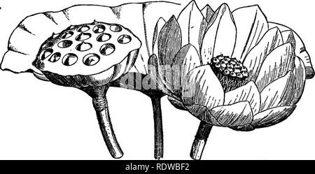 . Gli elementi essenziali della botanica. La botanica. 276 Botanica. E Choripetalse, tuttavia, fornire molti bei fiori che sono stati a lungo ornamenti preferiti nei giardini e con- servatories. In tal modo il Verhenas, Phloxes, Heliotropes, primule, azalee, rododendri, brughiere, campanule, Honeysuckles, e un gran numero di materiali compositi possono essere presi a rappresentare il elementi ornamentali del Gamo- petalse. E così la passione-fiori, rose, lupini, WIS- tarias, le malve, camelie, rosa, viola, Mignonettes, papaveri, ninfee renoncules, Columbines e possono essere presi come rappresentanti del Choripe ornamentali Foto Stock
