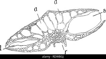 . Piante; un libro di testo di botanica. La botanica. Società HYDROPHYTE. 175. estremamente duratura e pertanto le diatomee sono spesso si trova in grandi depositi nelle rocce, in alcuni casi la formazione di tutta la massa di roccia. Associato con le diatomee sono numerose altre piante e animali forme. 131. Società di stagno.-La parola stagno è utilizzato per indicare stagnante o in movimento lento acque. In tali acque libere- nuoto piante di tutti i gruppi sono associati. Naturalmente la algge sono ben rappresentati, ma anche il più alto le piante sono offrono rappresentato dalla duckweeds, che sono molto commonl y visto sotto forma di piccoli dischetti verde fl Foto Stock