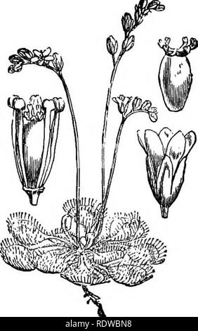 . Fiori, frutti e foglie. La botanica; fiori; semi; foglie. 134 DROSERA E PLANZAGO. [Cap.. Si prega di notare che queste immagini vengono estratte dalla pagina sottoposta a scansione di immagini che possono essere state migliorate digitalmente per la leggibilità - Colorazione e aspetto di queste illustrazioni potrebbero non perfettamente assomigliano al lavoro originale. Carrollton, Giovanni, Sir, 1834-1913. Londra : Macmillan Foto Stock