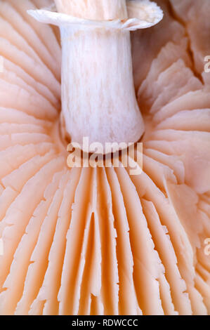 Agaricus campestris fungo close-up di un fungo branchie Foto Stock