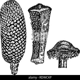 . La botanica, con applicazioni agricole. La botanica. STROBILI 447 rangia sono prodotte. Il nome, tuttavia, suggerisce la Ukeness del microsporophylls al stami di ^abbassando le piante. Il ovulate strobiU sono strobili in cui solo megasporophylls e megasporangia si verificano. Il termine suggerisce ovulate simili- ness dell'megasporangium all'ovulo di piante in fiore. Il megasporangia sono ora chiamati ovuli perché essi rimangono chiusi in modo che il gametofito femminile è in nessun momento esposta. È ovvio che le cicadee hanno portato la differenziazione delle strutture più lontano rispetto alla Selaginellas ha Foto Stock