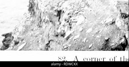 . Bird Studies con una telecamera : con capitoli introduttivi sul vestito e metodi del fotografo di uccelli . Gli uccelli e la fotografia di uccelli. "V. Si prega di notare che queste immagini vengono estratte dalla pagina sottoposta a scansione di immagini che possono essere state migliorate digitalmente per la leggibilità - Colorazione e aspetto di queste illustrazioni potrebbero non perfettamente assomigliano al lavoro originale. Chapman, Frank M. (Frank Michler), 1864-1945. New York : D. Appleton Foto Stock