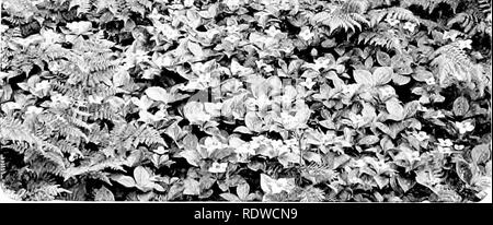 . Bird Studies con una telecamera : con capitoli introduttivi sul vestito e metodi del fotografo di uccelli . Gli uccelli e la fotografia di uccelli. 7'i. rnrnul <"esso lumelilKTry. boschi soomed così bella. Avvicinando il clilTs orientale, divenne treses sopraffatte e singu- larly malformato dai venti. Infine essi disap- ])esono(l alt()gether ed erano riusciti da campi blu con iris. Non ho mai visto questa pianta così abbondante. Vi erano aci'es di fiori I'eaching al bordo della scogliera dove, con solo un chaTige in tinta blu del iris sbiadito nel blu del mare. Foto Stock