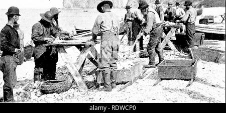 . Bird Studies con una telecamera : con capitoli introduttivi sul vestito e metodi del fotografo di uccelli . Gli uccelli e la fotografia di uccelli. 136 BIRD STUDIES CON UN C'AMEKA quindi impostazione tlioir tabelle e " sjjlitting " il merluzzo con suri)rising destrezza.''^ Questa industria ha comportato un, singolare abitudine tra i gabbiani reali che, quando per la prima volta, ero a. R-j. Sjjiittili;." coj cm IVrcc - IkwIi. IV-IVC' Kock ui tliu JisUillc perdita di spiegare. In una collina coltivata al confine con il comune di un gregge di una cinquantina di gabbiani è stato osservato avidamente divorando alcuni alimenti, whicli era apparentemente Foto Stock