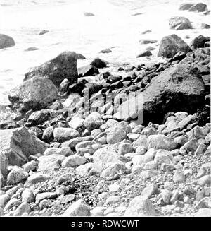 . Bird Studies con una telecamera : con capitoli introduttivi sul vestito e metodi del fotografo di uccelli . Gli uccelli e la fotografia di uccelli. 110 BUM) studi con un t'AMKKA Tlie uccelli nidificanti erano su un altopiano, su tlio inclinata banca d'erba, sul lato nord-ovest della si- land, e su tlie mcky beach" alla sua base. Nei primi due-località denominata la maggior parte dei nidi sono stati rivestiti con erbe, ma occasionalmente essi erano costituiti da solo. 52. Ncstiiit^ siti', iirsl, iiiiii tlini'I '^'^^s nC Common Tern. Una vista iienror di Mc.-&GT;|. wllli siltin^^ è liiiil sliMwn ill Nils. i;;'i iiiid (11. un leggero Foto Stock