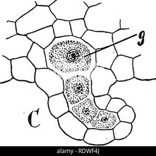 . Natura e lo sviluppo di piante. La botanica. FiG. 228. Fig. 229. Fig. 228. Gametofito della Filicales: UN, la germinazione delle spore. B, comparsa precoce della struttura thalloid del gametofito a causa della formazione di una cellula apicale, x. C, matura gametofito-un, antheridia; ar, archegonia; r, rhizoids; v, apicale di cella o punto di crescita. Fig. 229. Struttura in organi riproduttivi: UN, antheridium come si vede nella sezione, appena prima dello scarico dei gameti. B, gamete maschile. C vista in sezione della archegonium-g gamete femminile. ics. Il gametofito di solito vive ma pochi mesi, sebbene in alcune sp Foto Stock