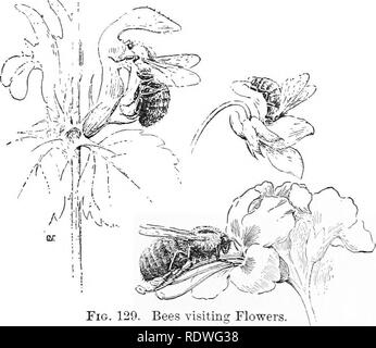 . Essentials di botanica. La botanica; Botanica. Ecologia dei fiori: impollinazione 173 206. Protezione di polline da visitatori indesiderati di solito è desiderabile per il fiore per impedire l'ingresso di piccoli insetti striscianti quali formiche, che portano poco polline e mangiare una quantità relativamente grande di esso. I mezzi adottati per garantire tale risultato sono molti e curioso. In alcuni impianti, come il common catchfly, vi è un appiccicoso. Fig. 129. Le api visitano; fiori, a sinistra, un bombo sul fiore oi morti ortica; al di sotto di un simile bee nel fiore dell'ippocastano; sopra, un miele-bee nel flowe Foto Stock