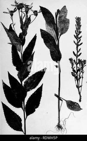 . La vegetazione delle frontiere Siberian-Mongolian (l'Sayansk regione). La botanica; Botanica. Scheda. XIV.. Ljuetr. Un B. Lagrelius &AMP; Westphal. Stoekholm. Si prega di notare che queste immagini vengono estratte dalla pagina sottoposta a scansione di immagini che possono essere state migliorate digitalmente per la leggibilità - Colorazione e aspetto di queste illustrazioni potrebbero non perfettamente assomigliano al lavoro originale. Printz, Henrik, 1888-. [Trondhjem] K. Norske Videnskabers Selskab Foto Stock