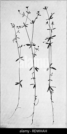 . La vegetazione delle frontiere Siberian-Mongolian (l'Sayansk regione). La botanica; Botanica. Fig. 113. Galium trifidum L. subspec. dislenluin nov. subspec. (Vi). 401. Si prega di notare che queste immagini vengono estratte dalla pagina sottoposta a scansione di immagini che possono essere state migliorate digitalmente per la leggibilità - Colorazione e aspetto di queste illustrazioni potrebbero non perfettamente assomigliano al lavoro originale. Printz, Henrik, 1888-. [Trondhjem] K. Norske Videnskabers Selskab Foto Stock