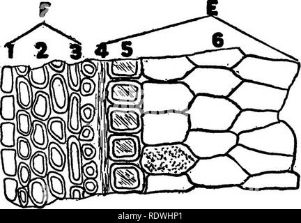 . Gli elementi di origine vegetale istologia. Impianto di anatomia. . Si prega di notare che queste immagini vengono estratte dalla pagina sottoposta a scansione di immagini che possono essere state migliorate digitalmente per la leggibilità - Colorazione e aspetto di queste illustrazioni potrebbero non perfettamente assomigliano al lavoro originale. Ballard, Charles William, 1887-. New York, John Wiley &AMP; Sons, Inc. ; [Ecc. ,Ecc. ] Foto Stock