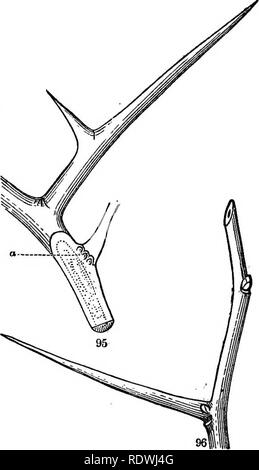 . Grigio della scuola e del libro del campo di botanica. Costituito da "lezioni di botanica," e "Campo, foresta e giardino botanica", rilegati in un unico volume. La botanica; Botanica. Gli steli 42. [Sezione 6. spine, come quelli ot Blackberry e rose, sono solo escrescenze della corteccia e non i rami. 102. Ugualmente strano forme di steli sono caratteristica della famiglia di cactus (Fig. 111). Questi possono essere meglio comprese dalla com- parison con 103. Steli sotterranea e rami. Questi sono molto numerosi e vari; ma essi sono comunemente trascurato, oppure sono confusi con le radici. Dalla loro situati Foto Stock