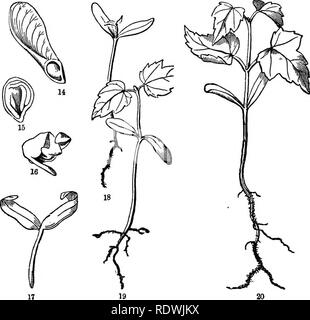 . Grigio della scuola e del libro del campo di botanica. Costituito da "lezioni di botanica," e "Campo, foresta e giardino botanica", rilegati in un unico volume. La botanica; Botanica. 16 piantine. al grande magazzino di materia nutritiva contengono, e questo impedisce che il loro sviluppo in vere foglie. Corrispondentemente, la loro oaulicle non allungare per elevarle al di sopra della superficie del terreno; la crescita al di sotto dei cotiledoni è quasi tutti di root. È il piccolo plumule o gemma tra. loro che rende la crescita verso l'alto e che, essendo ben nutriti dai cotiledoni, sviluppa rapidamente la coppia successiva Foto Stock