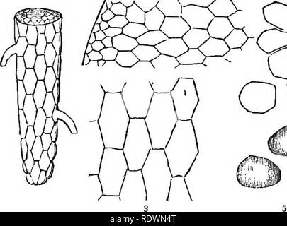 . Introduzione ai fondi strutturali e di botanica sistematica e fisiologia vegetale. La botanica. Il tessuto cellulare. 23 e frutta sembrano ispezione ordinaria di essere formata da parti più piccole che sono essi stessi in grado di suddivisione in ancora in porzioni più piccole. Di che cosa sono questi composti ? 18. Struttura cellulare. Per ottenere una risposta a questa domanda dobbiamo esaminare, con l'aiuto di un microscopio, fette sottili o sezioni di una qualsiasi di queste parti, come ad esempio i giovani rootlet di un seme- ling impianto. Una vista ingrandita di un tale rootlet, come in Fig. 1, pre- sents sulla sezione trasversale l'aspetto di una rete, t Foto Stock