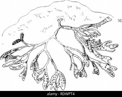 . Una introduzione alla struttura e la riproduzione delle piante. Anatomia vegetale; piante. PELVETIA 20^ fertile gonfie estremità sono particolarmente cospicua caratteristica (Fig. log). La struttura del tallo non mostra differenze importanti, ma i rami del frond sono molto più stretto e incanalato sulla loro superficie superiore, caratteristiche che sono di aiuto nella ritenzione di mois- ture ; inoltre, il tallo è quindi principalmente illuminato dalla luce obliqua, in modo che il riscaldamento per effetto del sole e quindi transpira- tion, è presumibilmente ridotto durante le ore calde del giorno. Le differenze principali exhibite Foto Stock