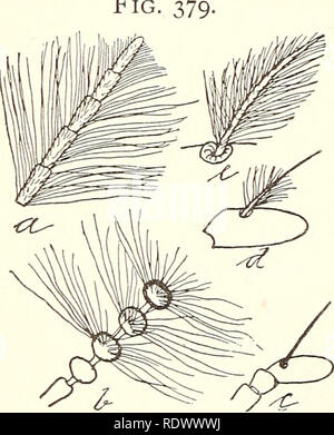 . Entomologia economica per l'agricoltore... 330 entomologia economica. trascurato, amputazione diventa talvolta necessario^ dove le scarpe sono usurati, gli insetti spesso non riescono a raggiungere i loro i punti di attacco preferiti ; ma se li un prompt uso dell'ago o un coltello o un unguento rnercurial eviterà problemi. Un Fig. 378. ''Jigger DI'' delle pulci, 5a7^cc"/"Jr&GT;".//a/^?;^^?/'?'^2?^^.-Donna distesa con uova, dal lato anteriore e. Fig moist quid di tabacco legato sopra il luogo infestato di solito re- Risultati per uccidere gli insetti, in modo che la ferita può essere pulito e lasciato libero di guarire. La metamorfosi Foto Stock