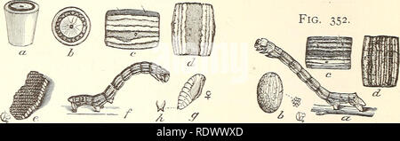 . Entomologia economica per l'agricoltore... 3o8 A UN' ECONOMICA ENTOMOLOGIA. cresciuto, di scendere a terra per pupate ; quando le femmine emerge che essi strisciano i tronchi degli alberi, dove vengono fecondate dai maschi, e poi continuare il loro viaggio verso le foglie, su cui depongono le loro uova. Questa abitudine ci dà il controllo degli insetti, per se vogliamo semplicemente band la struttura ad albero in modo da evitare sia la femmina o il giovane bachi da come- cending ai rami, sarà completamente protetto. A meno che la femmina può arrivare al di sopra del fogliame, le uova sono poste su tronco al di sotto di qualsiasi ostacolare Foto Stock