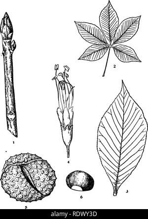 . Michigan alberi; un manuale dei nativi e le più importanti specie introdotte. Alberi. Ohio Bnckeye. 1. Inverno ramoscello, 3 2. Foglia, X ^6- 3. Foglio illustrativo, x }^. 4. Fiore, X 2. 5. Frutta, X y^. 6. Dado, X V2. - 198 -. Si prega di notare che queste immagini vengono estratte dalla pagina sottoposta a scansione di immagini che possono essere state migliorate digitalmente per la leggibilità - Colorazione e aspetto di queste illustrazioni potrebbero non perfettamente assomigliano al lavoro originale. Otis, Charles Herbert, 1886. Ann Arbor, il Regents Foto Stock