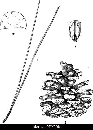 . Michigan alberi; un manuale dei nativi e le più importanti specie introdotte. Alberi. Pino rosso. Pino della Norvegia. 1. Cluster di foglie, x i. 2. Sezione trasversale della foglia, ingrandita. 3. Cono aperto, x i. 4. Cono-scala con semi, x i. - 14 -. Si prega di notare che queste immagini vengono estratte dalla pagina sottoposta a scansione di immagini che possono essere state migliorate digitalmente per la leggibilità - Colorazione e aspetto di queste illustrazioni potrebbero non perfettamente assomigliano al lavoro originale. Otis, Charles Herbert, 1886. Ann Arbor, il Regents Foto Stock