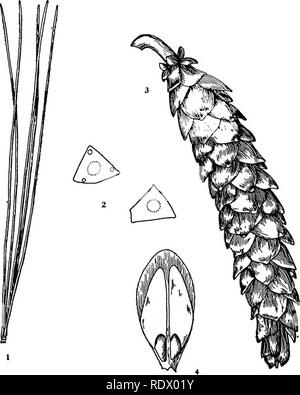 . Michigan alberi; un manuale dei nativi e le più importanti specie introdotte. Alberi. Pino bianco. 1. Cluster di foglie, x i. 2. Sezioni trasversali di foglie, ingrandita. 3. Aperto parzialmente cono, x 54- 4. Cono-scala con semi, x i.. Si prega di notare che queste immagini vengono estratte dalla pagina sottoposta a scansione di immagini che possono essere state migliorate digitalmente per la leggibilità - Colorazione e aspetto di queste illustrazioni potrebbero non perfettamente assomigliano al lavoro originale. Otis, Charles Herbert, 1886. Ann Arbor, il Regents Foto Stock