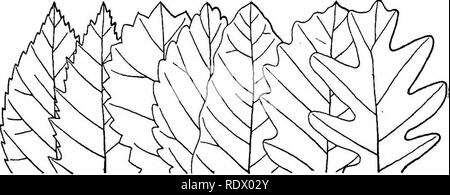 . Michigan alberi; un manuale dei nativi e le più importanti specie introdotte. Alberi. Iveaves sono o persistente, come nella maggior parte delle nostre conifere, che rimane verde tutto l'inverno, o girare a vari colori con il gelo e rientrano già in autunno; spesso pendono morti e senza vita lontano nell'inverno. I punti sulle foglie che siamo abituati a considerare sono la posizione o la disposizione dei III. Margini di foglia. Ondeggiano. Sinuate. A lobi. Parti di un fiore dentellatura. Doppiamente dentellatura. Crenate. Dentato. foglie sul ramo, se un semplice o composto, dimensione, forma, consistenza, colore, quantità e char Foto Stock