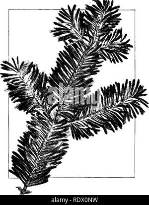 . Campo, foresta, e fiori lungo il tragitto; con i capitoli sulle erbe, carici e felci; studi untechnical ignoranti per gli amanti della natura. Fiori; Botanica. Fig. 77.-uno spruzzo del balsamo-fir (Aiies balsamea). 277. Si prega di notare che queste immagini vengono estratte dalla pagina sottoposta a scansione di immagini che possono essere state migliorate digitalmente per la leggibilità - Colorazione e aspetto di queste illustrazioni potrebbero non perfettamente assomigliano al lavoro originale. Andando, Maud, 1859-1925. New York, il panettiere e Taylor Company Foto Stock